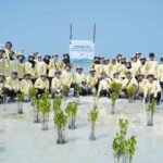 mangrove